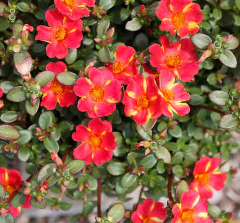 7524 Портулак PAZZAZ NANO Scarlet Twist (Весна 2026)