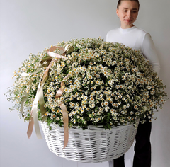 Корзина XXL ромашек Первый поцелуй