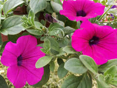 Петуния ампельная Opera пурпурная