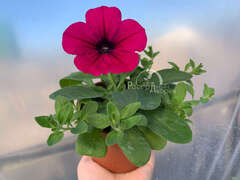 Петуния ампельная Opera пурпурная