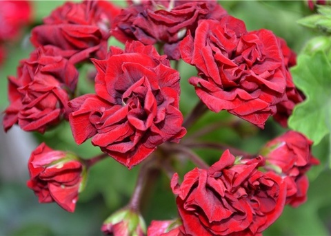 Пеларгония garnet rosebud фото и описание