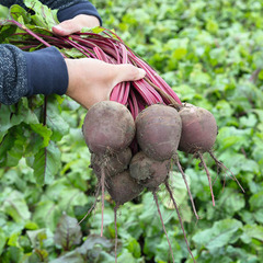 Водан F1 семена свеклы (Bejo / Бейо)