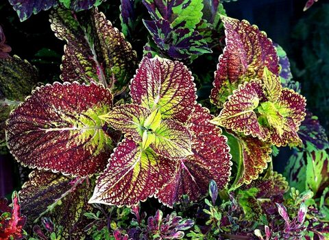 Аромат яблок UO колеус КСР