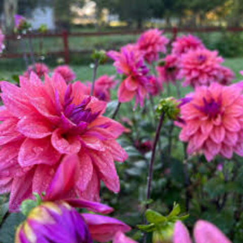 Георгин Фелин Ювон (Feline Yvonne)