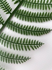 Папоротник, зелень искусственная, 56 см., набор 10 веток.