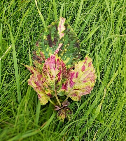 Аватарыч колеус