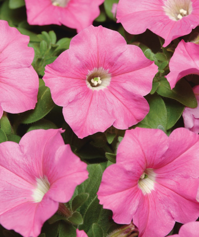 S6095 Петуния кустовая Multiflora Mirage Pink 10шт.