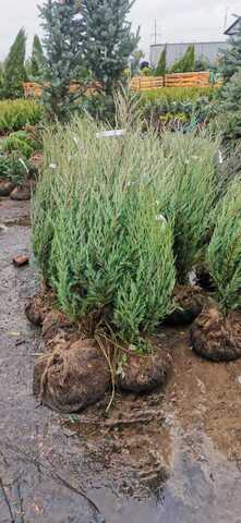 Можжевельник скальный Мунглоу/Juniperus scopulorum Moonglow 60-80 см