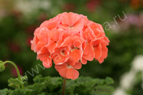 S6125 Пеларгония зональная Dancer Salmon 3шт.