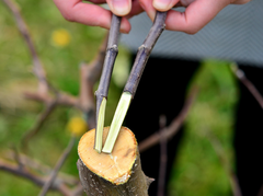 Черенки для весенней прививки: заготовка и хранение