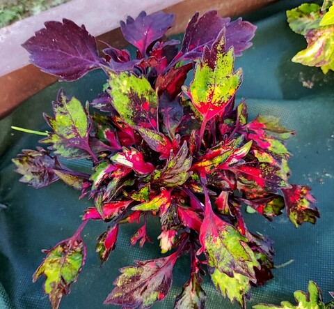 Хамелеон UO колеус