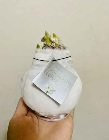 Гиппеаструм Амариллис в воске белый бархат