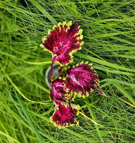 Без названия 03 колеус КСР