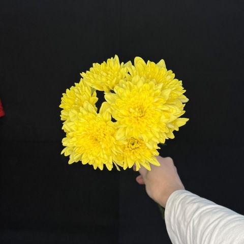 Хризантема кустовая Желтая / 1 шт