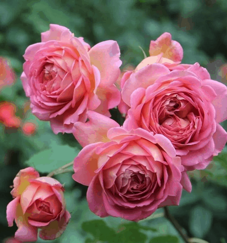 Джубили Селебрейшн (Jubilee Celebration) академия роз. английские розы .