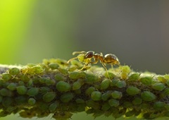 Защищаем саженцы от муравьев и тли: без химии