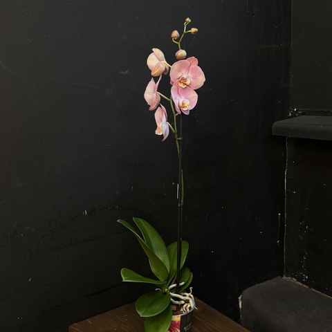 Орхидея одноствольная розовая