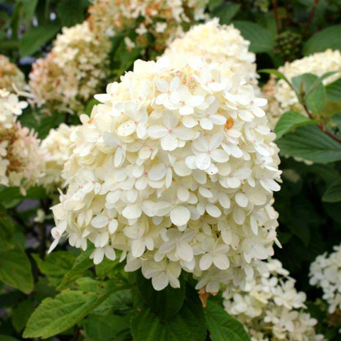 Гортензия метельчатая 