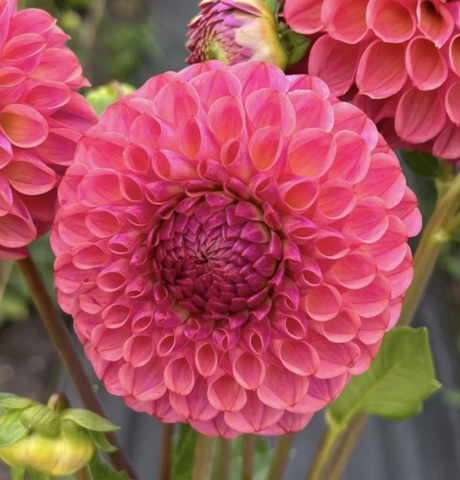 Георгин Кетлинз Джой (Caitlin's Joy)