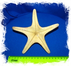 Звезда морская 15 - 17 см
