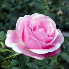 Роза чайно-гибридная Симфония "Symphony"