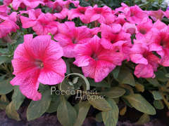 petuniya-krupnocvetkovaya-foto