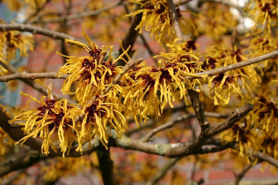 Семена Гамамелис весенний Hamamelis vernalis