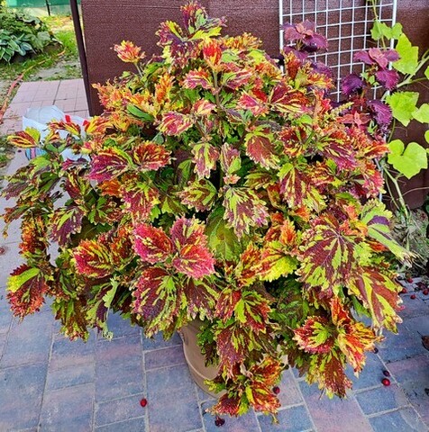 Галактика Тай колеус КСР