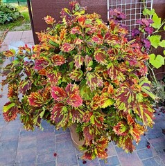 Галактика Тай колеус КСР