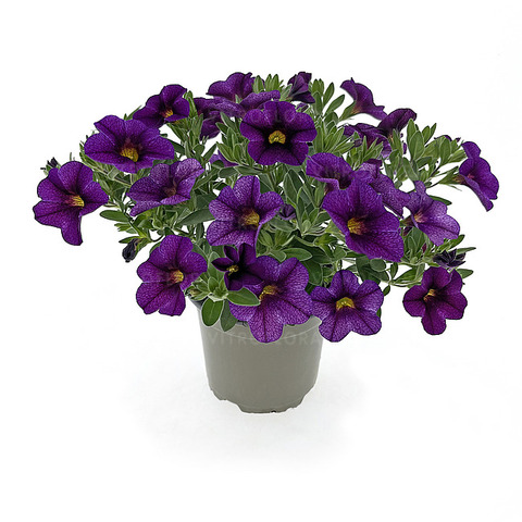 19339 Калибрахоа Oasis Gold Finch (Весна 2026)