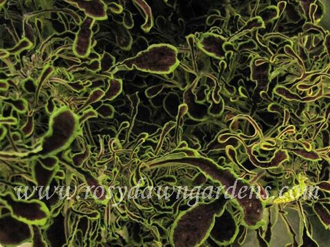 UTS Sea Weed колеус