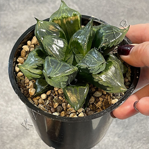 Хавортия Ура Ханья d9