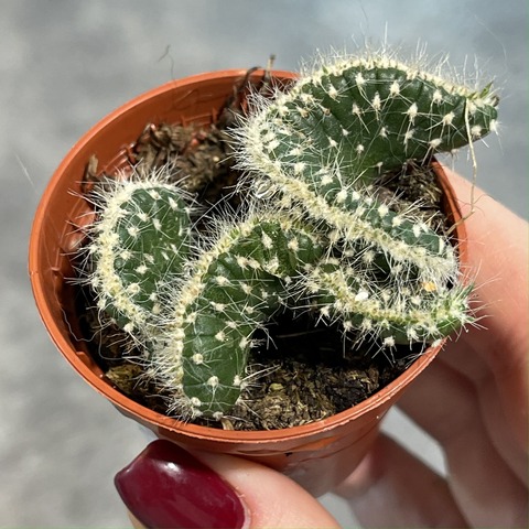 Опунция Цилиндрика Кристата d5