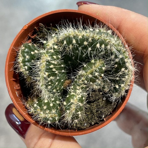 Опунция Цилиндрика Кристата d5