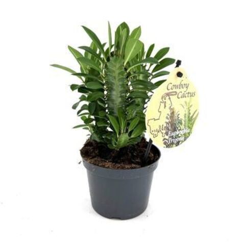 Эуфорбия 4-реберная