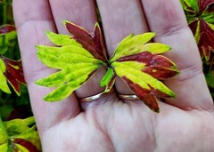 Брат Баунти Тай колеус КСР