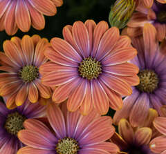 27107 Остеоспермум BESTIES Dynamic Bicolor (Весна 2026)