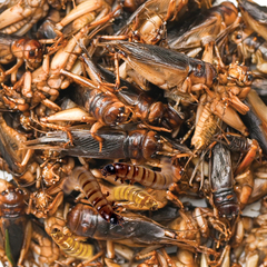 Laguna Terra смесь насекомых консервированная 40г