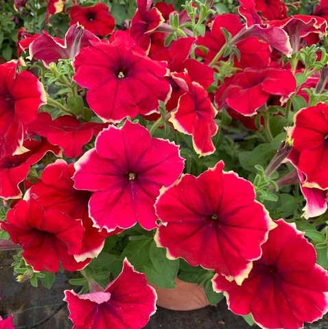 S57147 Петуния ампельная Petunia hybrida Romantica Sofie   5 шт.