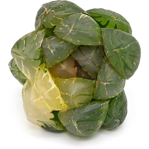 Хавортия купера «Луна в воде» вариегатная