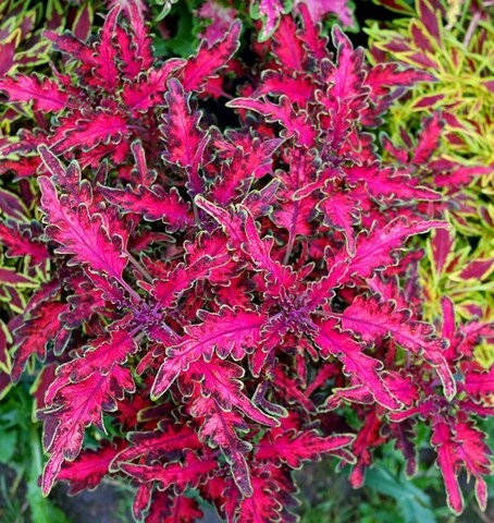 Tickled Pink колеус КСР