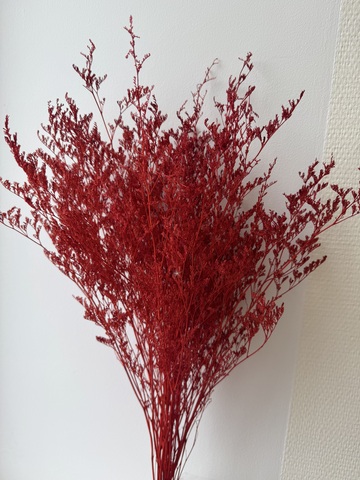 Кермек выбеленный Темно-красный