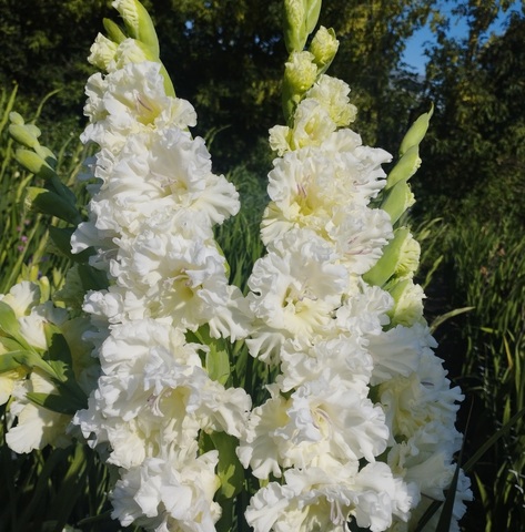 Гладиолус Москва Белокаменная