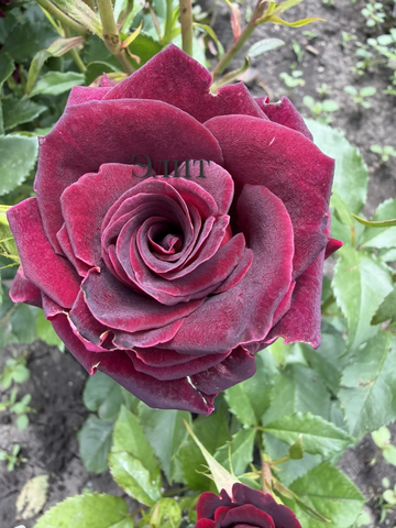 Чёрная Королева (Black Queen)