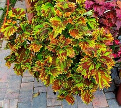 Галактика Тай колеус КСР