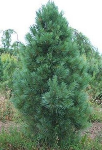 Сосна обыкновенная Фастигиата