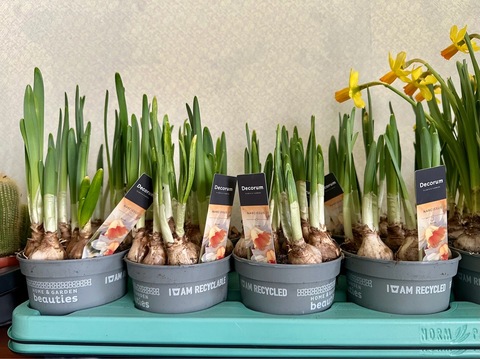 Нарциссы « Ивона»