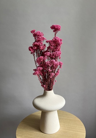 Озотамнус стабилизированный ярко-розовый