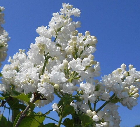 Сирень Память о Колесникове (белая махровая)