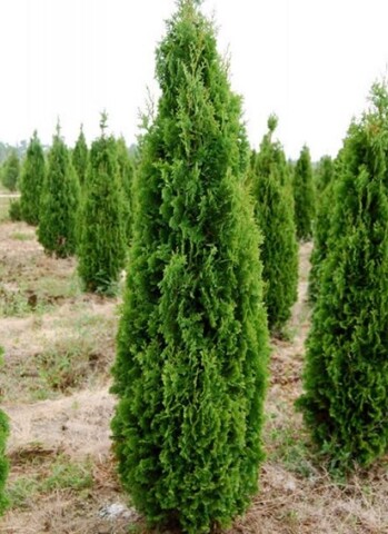 Туя западная Дегрут Спайер